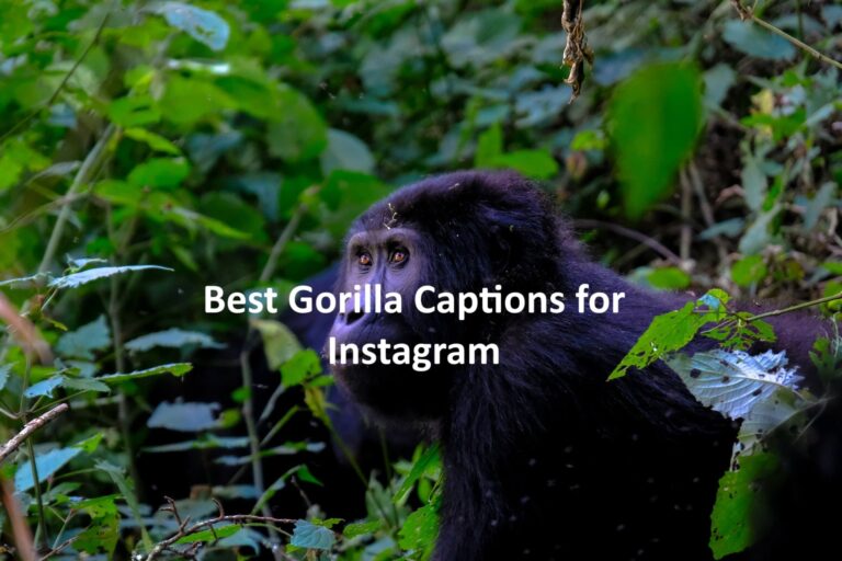 Gorilla Captions for Instagram