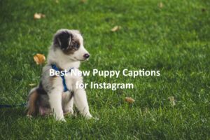 New Puppy Captions for Instagram