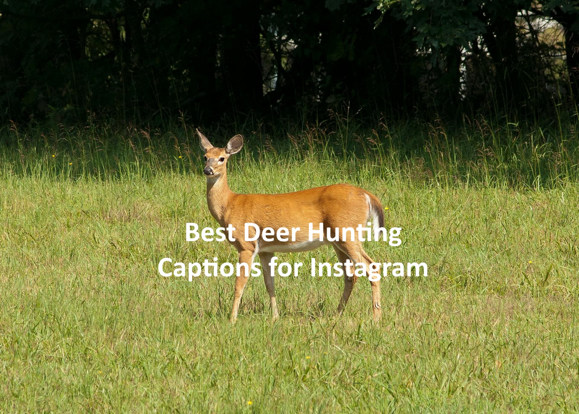 Deer Hunting Captions for Instagram