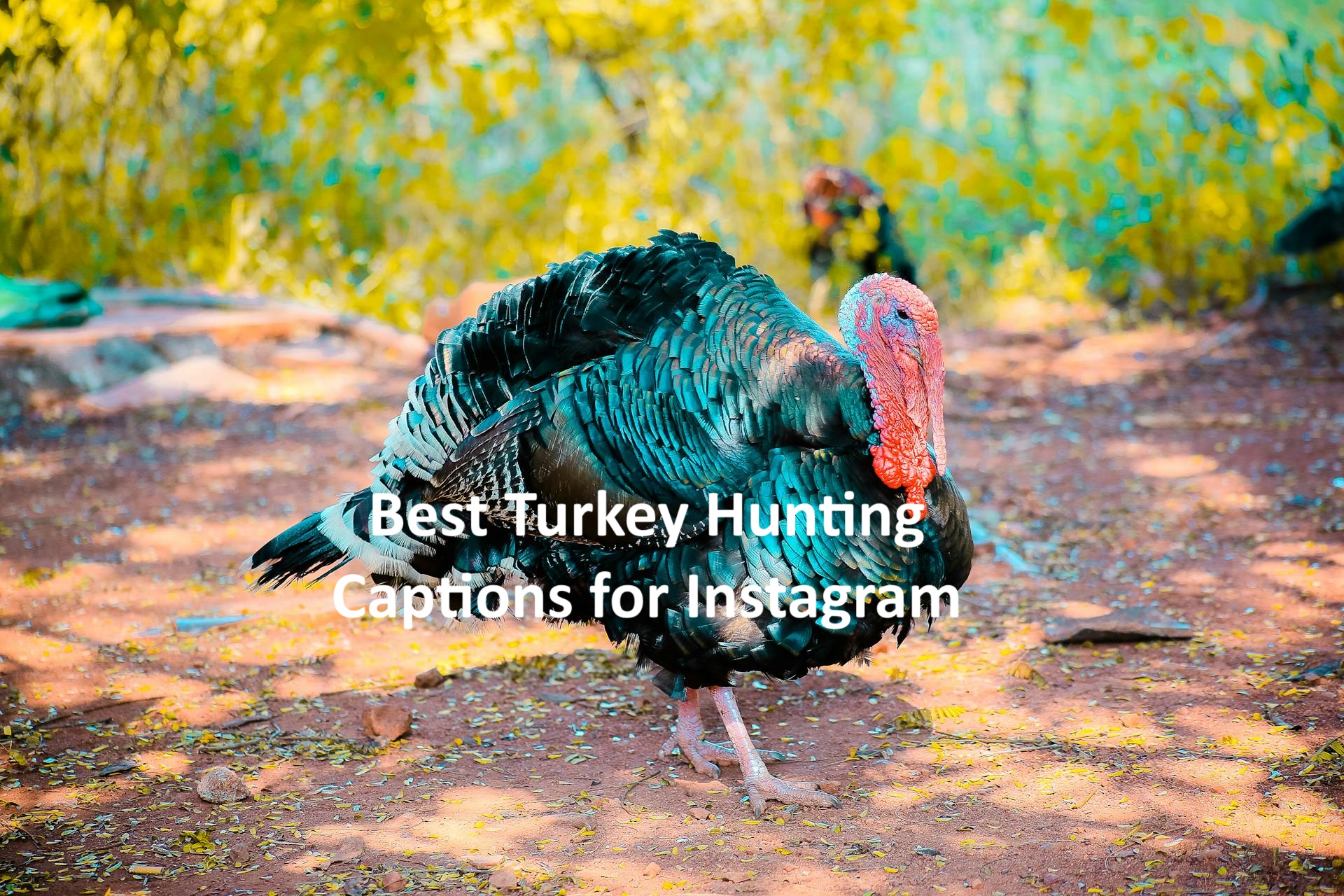 Turkey Hunting Captions for Instagram