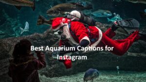 Aquarium Captions for Instagram