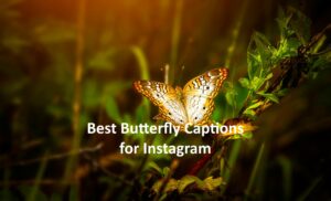 Butterfly Captions for Instagram