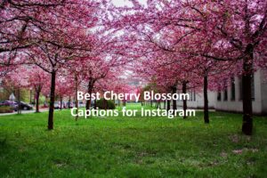 Cherry Blossom Captions for Instagram