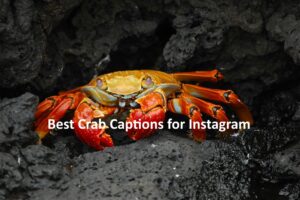 crab captions for instagram