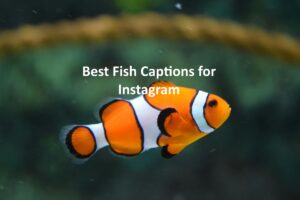 Fish Captions for Instagram