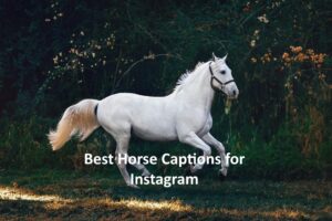 Horse Captions for Instagram