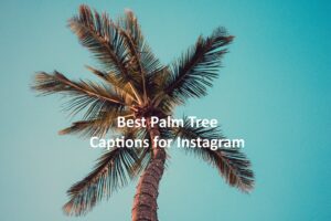 Palm Tree Captions for Instagram